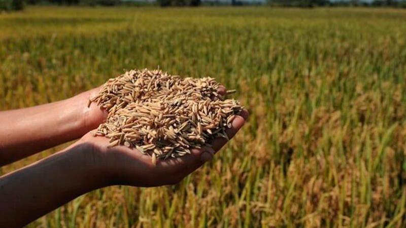 Producción nacional de arroz alcanzó las 195.357 toneladas en enero de 2026