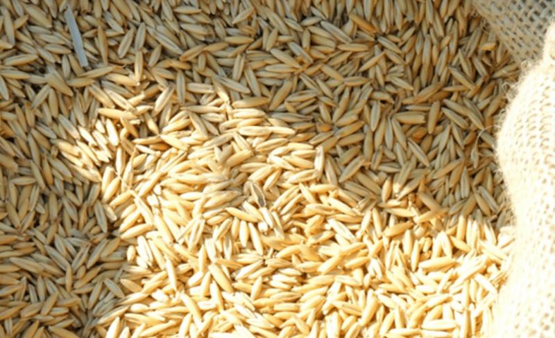Producción nacional de arroz cáscara creció 26.4% en junio de 2024