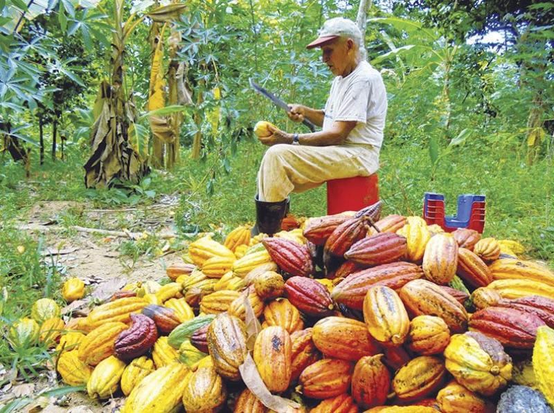 Producción nacional de cacao en grano se incrementa en promedio 15.6% anual en la última década