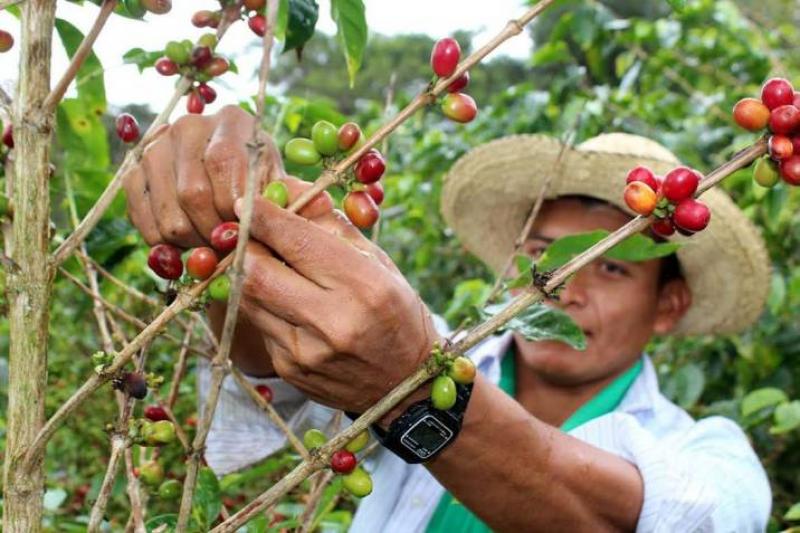 Producción nacional de café cayó 10% hasta agosto por abandono de cultivos y menos mano de obra