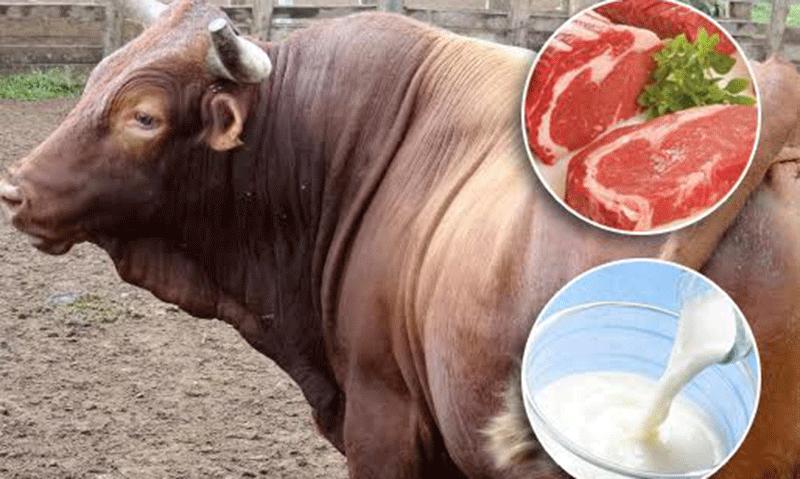 Producción nacional de carne bovina creció 2.2% en 2019