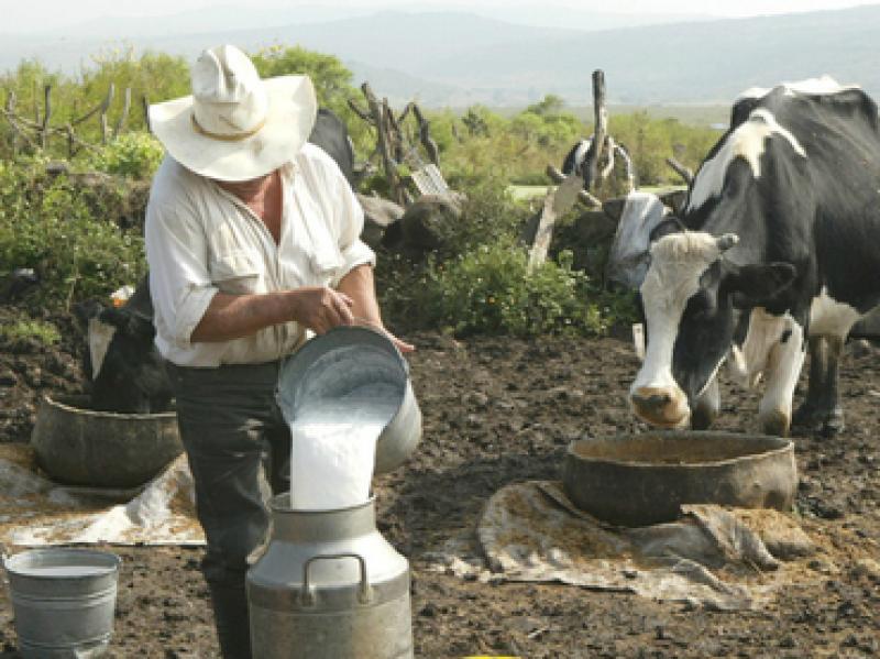 PRODUCCIÓN NACIONAL DE LECHE CRECERÍA ENTRE LOS 1.5% Y 2% ESTE AÑO