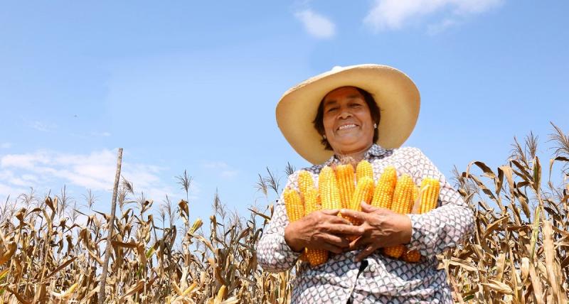 Producción nacional de maíz amarillo duro alcanzo las 1.233.000 toneladas en 2022, mostrado una reducción de 3%