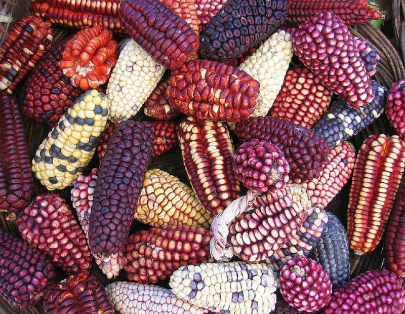 Producción nacional de maíz amiláceo alcanzó las 772 mil toneladas en 2021