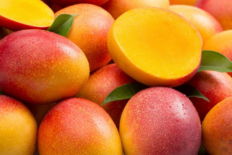 Producción nacional de mango alcanzó cerca de 500 mil toneladas en 2020, mostrando un incremento de 27.6%