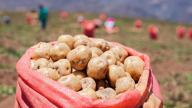 Producción nacional de papa creció 14.1% en el primer mes del presente año
