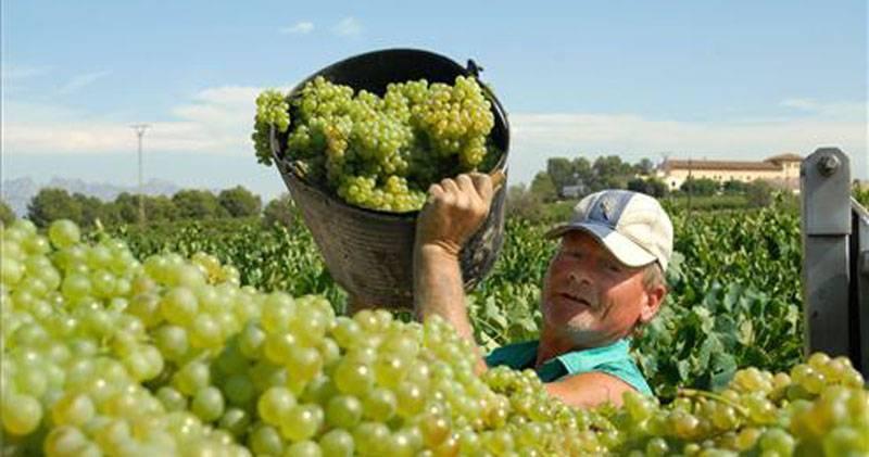 Producción nacional de uva aumentó 40% en diciembre de 2020