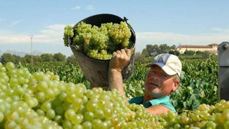 Producción nacional de uva cayó 12.4% en febrero de 2026