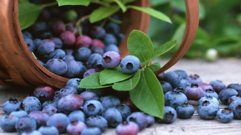 Producción peruana de arándanos derrota la estacionalidad con ayuda de la genética y la innovación tecnológica