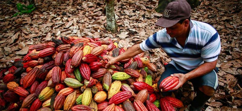 Producción peruana de cacao alcanzó las 157.859 toneladas en 2021