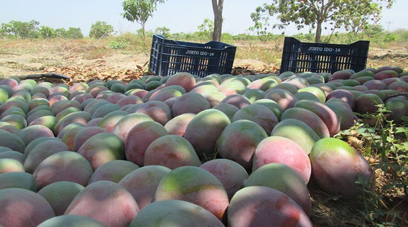 Producción peruana de mango en la campaña 2023/2024  se reduciría a la mitad
