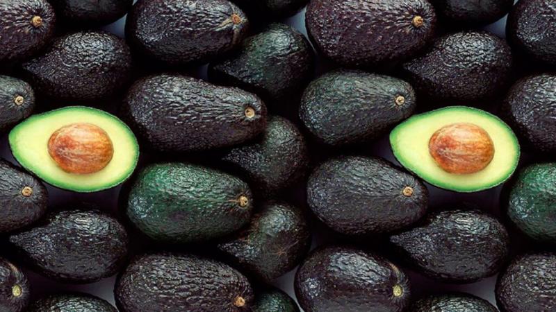 Producción peruana de palta en Olmos y Chavimochic caería en el orden del 40%