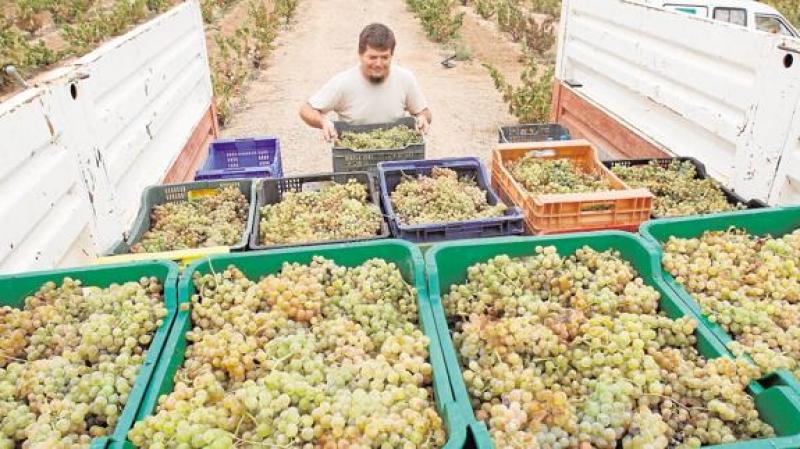 Producción peruana de uva de mesa caería entre 10% y 15%  en la campaña 2017-2018
