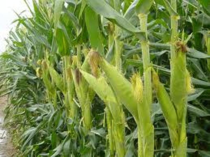 PRODUCCIONES DE PALTA Y MAÍZ AMARILLO DURO AUMENTARON EN JULIO