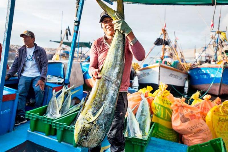 Produce aprobó el proyecto de reglamento de ordenamiento pesquero del perico