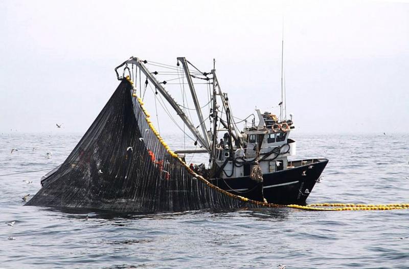 Produce autoriza pesca exploratoria de anchoveta en la zona norte-centro del país