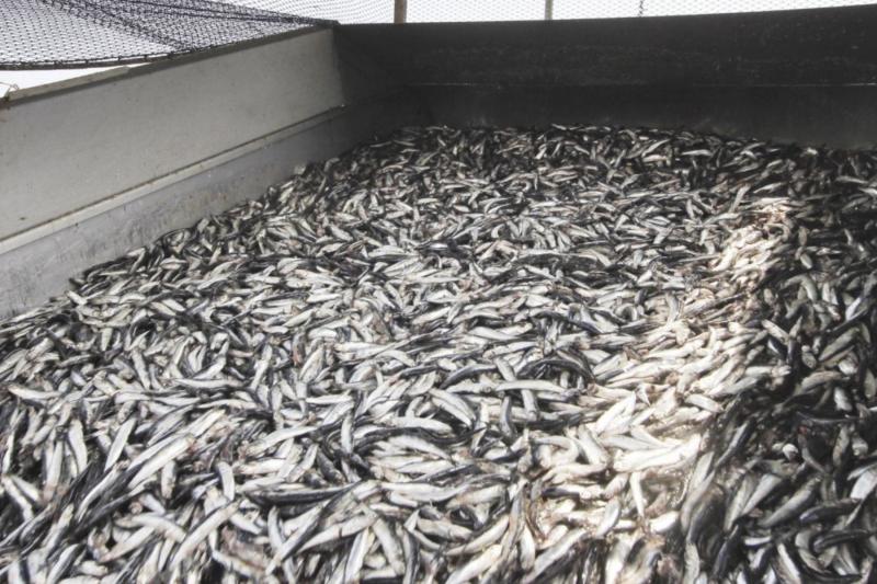 Produce autoriza temporada de pesca de anchoveta en Norte-Centro del país para 2022