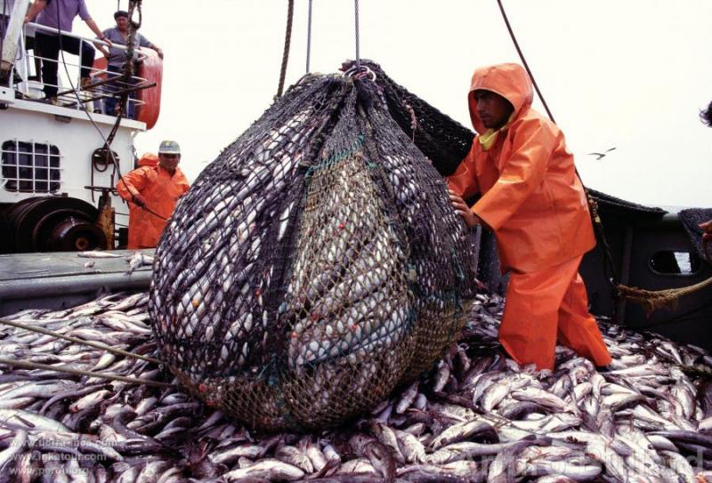 Produce evalúa iniciar segunda temporada de pesca de anchoveta en próximos días