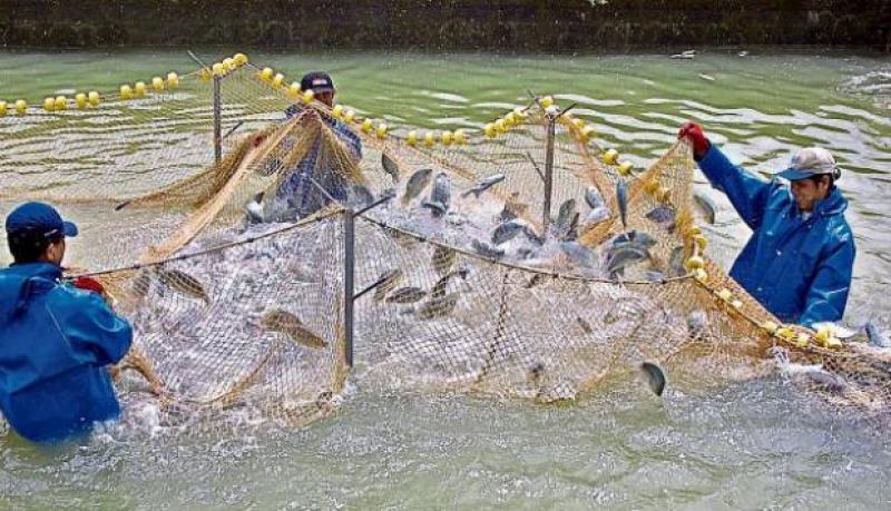 Produce plantea ampliar por 20 años más régimen laboral especial acuícola