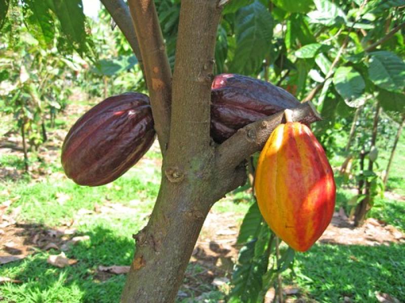 PRODUCEN CACAO EN SUIZA CON ESPECIES DE LA AMAZONÍA PERUANA 