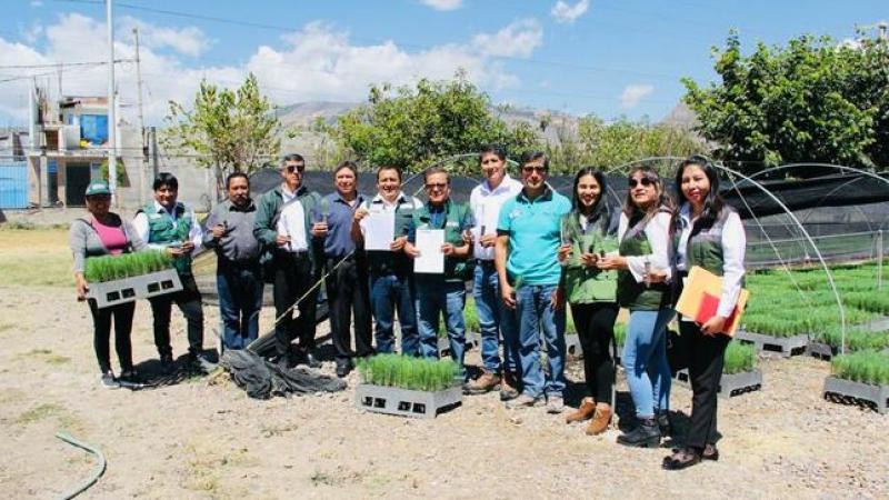 Producirán 500 mil plantones de pino radiata que serán instalados en Ayacucho en la campaña forestal 2024-2025
