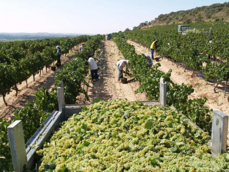 PRODUCTIVIDAD AGRÍCOLA PERUANA DUPLICA EL PROMEDIO LATINOAMERICANO