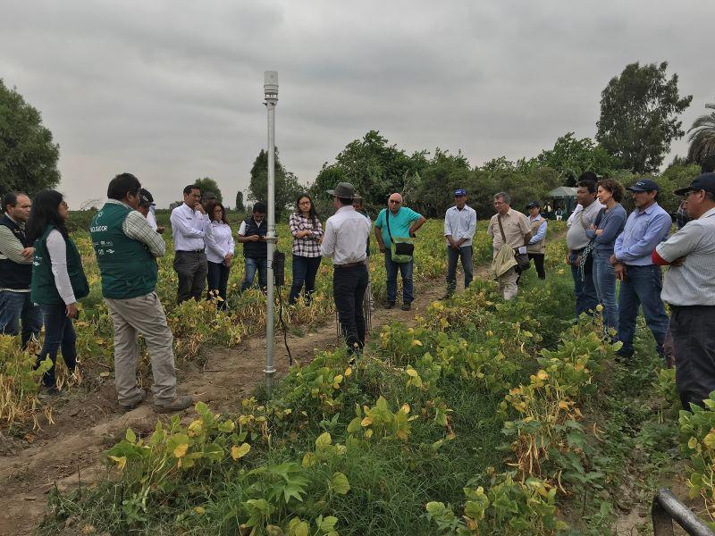 Productividad de algodoneros de Pisco y Lambayeque aumentó 70% a través del proyecto digital “Perú Smart Agro 4.0”