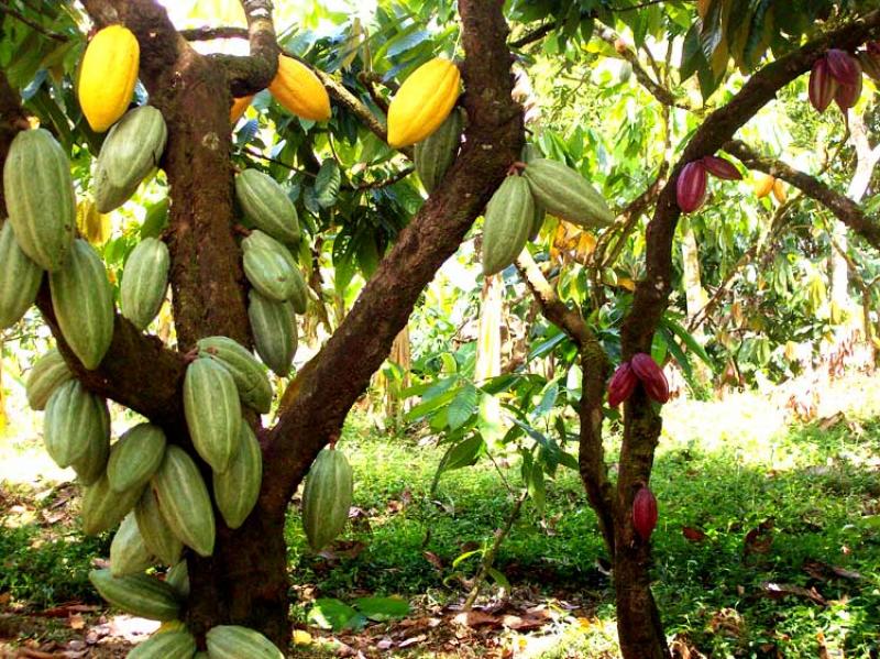 PRODUCTORA DE CHOCOLATES RUSA PLANEA INVERTIR EN PLANTACIONES DE CACAO EN PERÚ