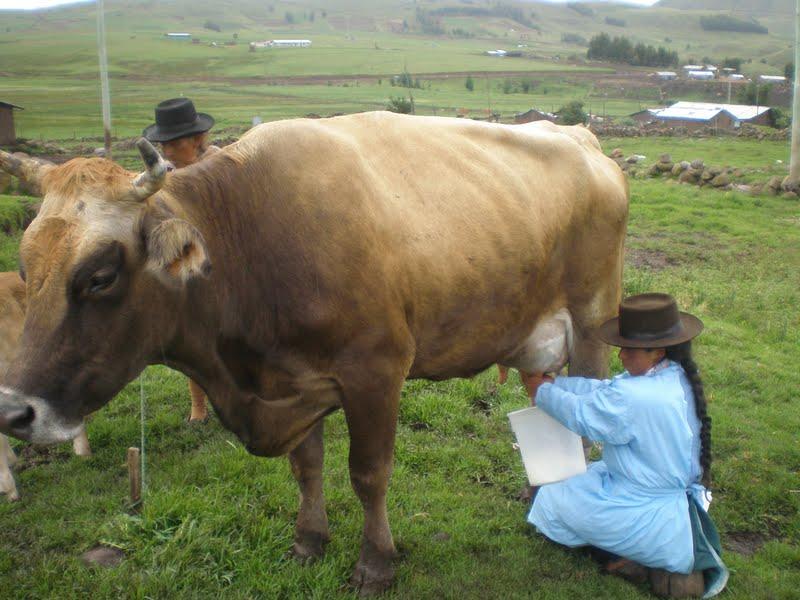 Productoras ganaderas de Ayacucho potenciarán producción de leche