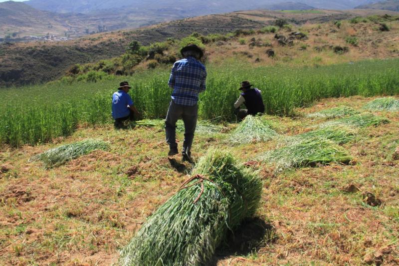 Productores agropecuarios altoandinos se beneficiarán con siembra de pastos en la campaña 2019/2020