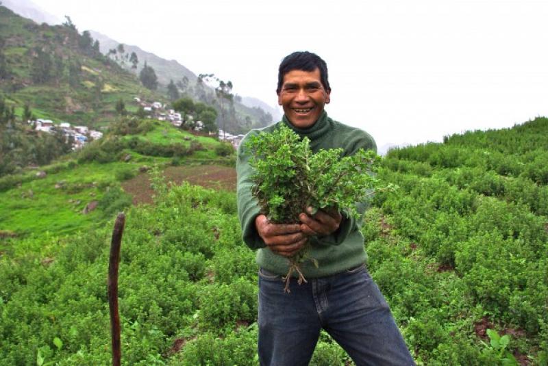 PRODUCTORES ALTOANDINOS GENERARON ENVÍOS POR MÁS DE S/. 60 MILLONES EL 2015