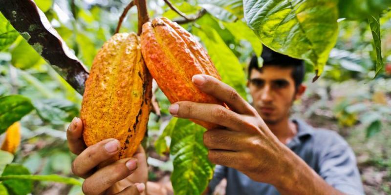 Productores cacaoteros de Huánuco buscan aumentar la calidad y productividad de su cultivo
