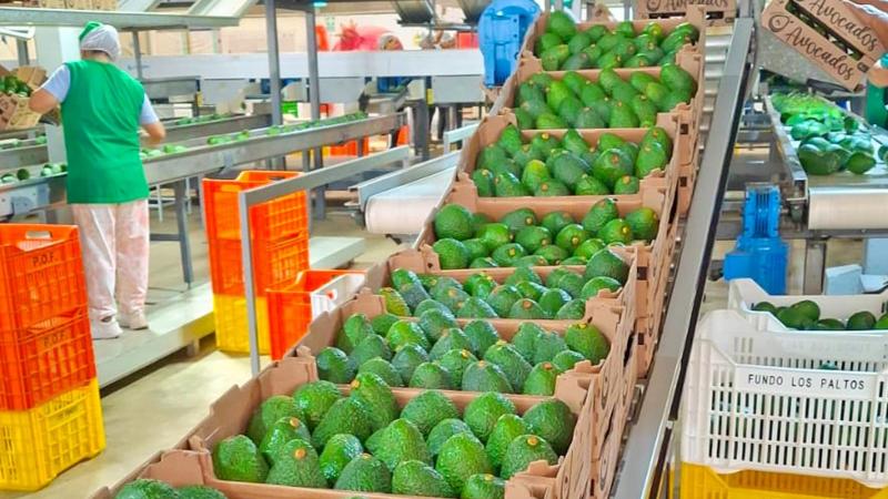 Productores de Áncash ingresan al mercado formal con venta de palta por S/ 238 mil