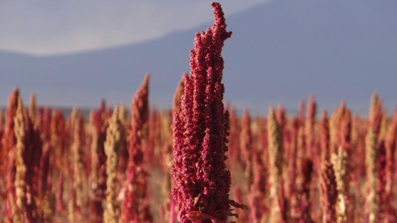PRODUCTORES DE APOQUA CERTIFICARON EL 100% DE SUS HECTÁREAS DE QUINUA EL 2015