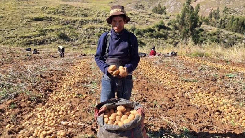 Productores de Ayacucho cosechan más de 65 toneladas de papa con alta calidad genética