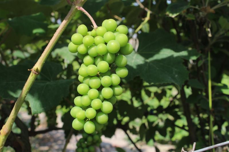 Productores de Azpitia obtendrán primera cosecha de uvas pisqueras abonadas con guano de islas