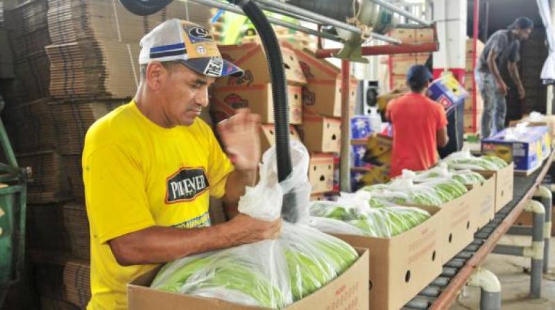 PRODUCTORES DE BANANAS NO FUERON AFECTOS POR TERREMOTO EN ECUADOR