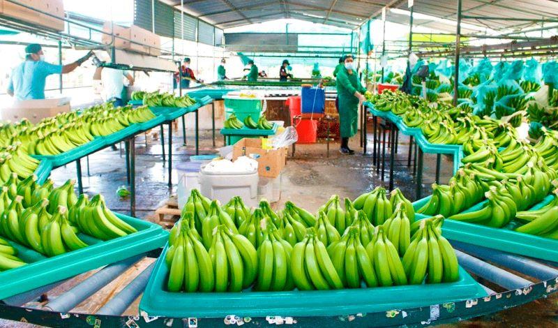 Productores de banano afrontan alza de costos por medidas de bioseguridad contra fusarium