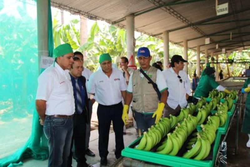 Productores de banano orgánico reciben certificación de carbono neutral