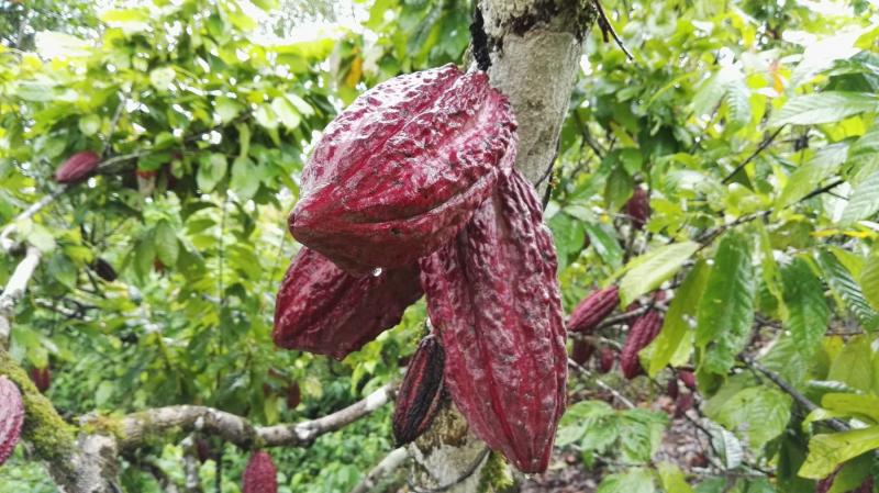 Productores de cacao orgánico de Ucayali y San Martín participarán en feria alemana Biofach