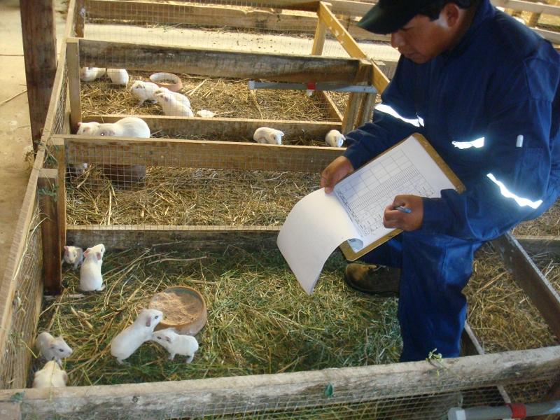 Productores de Canta reciben certificación como extensionistas en manejo de cuyes