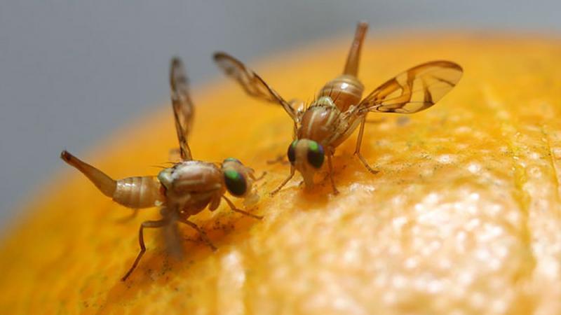 Productores de Casa Grande se suman al compromiso por erradicar la mosca de la fruta