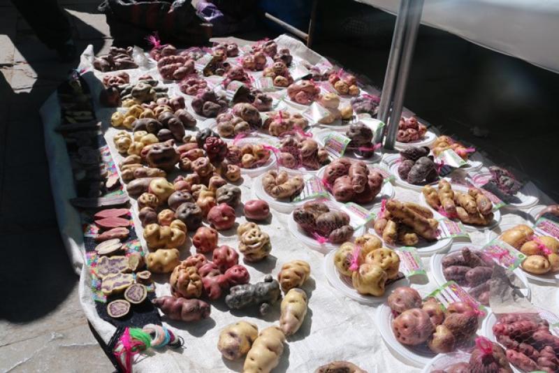 Productores de Huancavelica expondrán biodiversidad de papas nativas en Lima