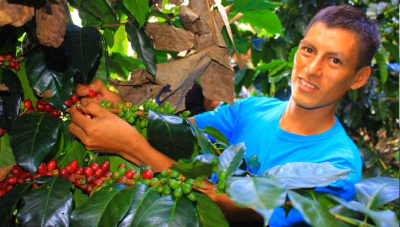 Productores de Huánuco venden más de 32 toneladas de café a Estados Unidos