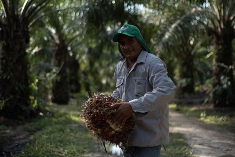Productores de Huánuco y Ucayali apuestan por producir palma aceitera sin deforestación
