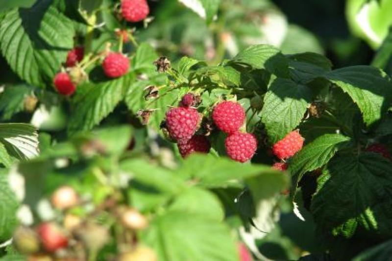 PRODUCTORES DE HUAROCHIRÍ VENDEN FRAMBUESA A SUPERMERCADOS