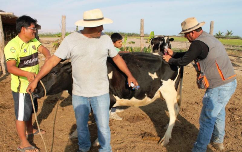 Productores de leche del valle de Tambo reciben equipo para inseminar su ganado y capital semilla de 150 pajillas