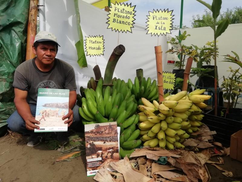 Productores de Mala incrementan cosecha de plátano en 25% con el uso del guano de las islas