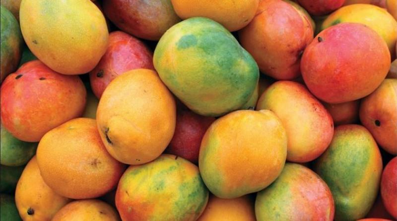 Productores de mango esperan solo un leve aumento de exportaciones al cierre de la temporada