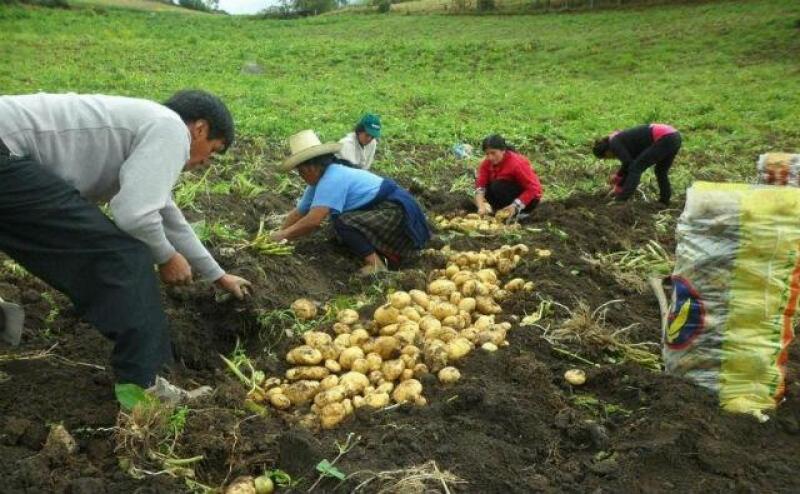 Productores de papa blanca de Apurímac y Ayacucho son capacitados en asociatividad